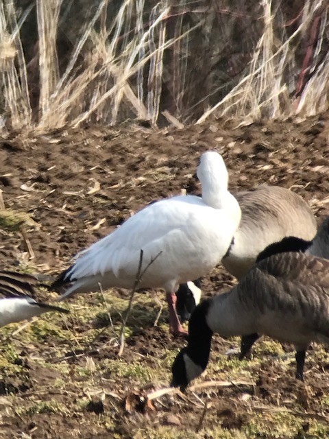 Snow Goose - ML423935601