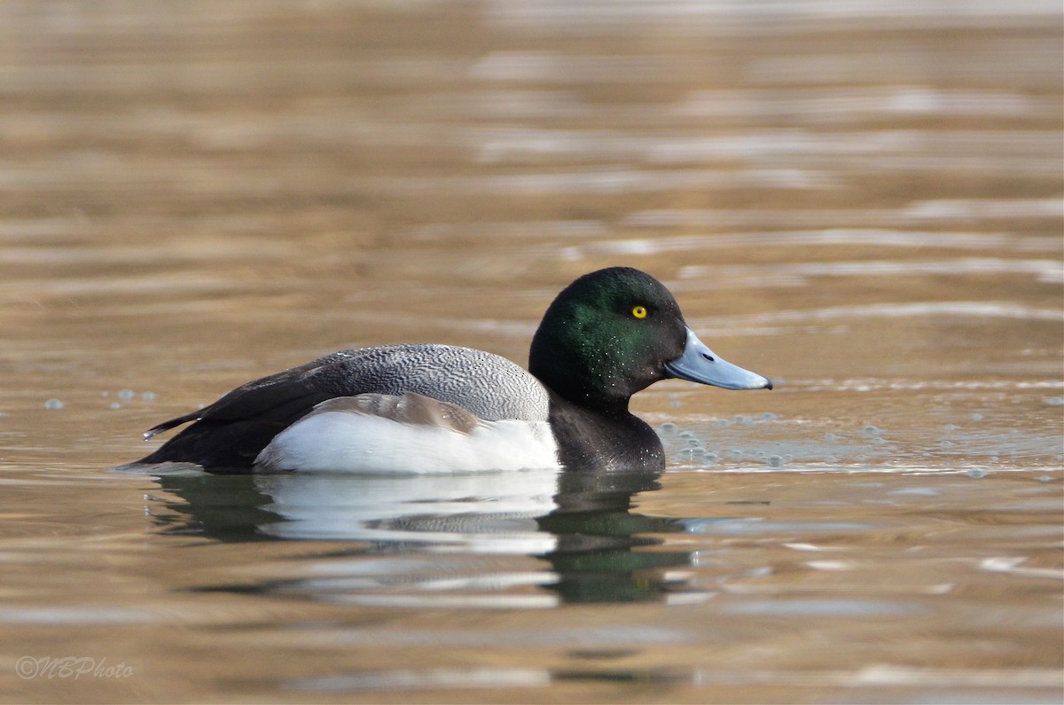 Greater Scaup - ML423936131