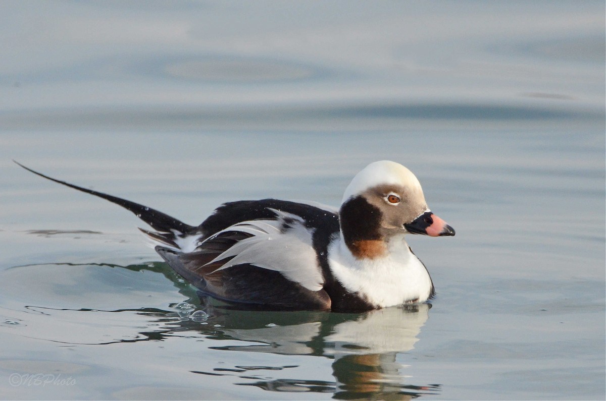 Long-tailed Duck - ML423936281