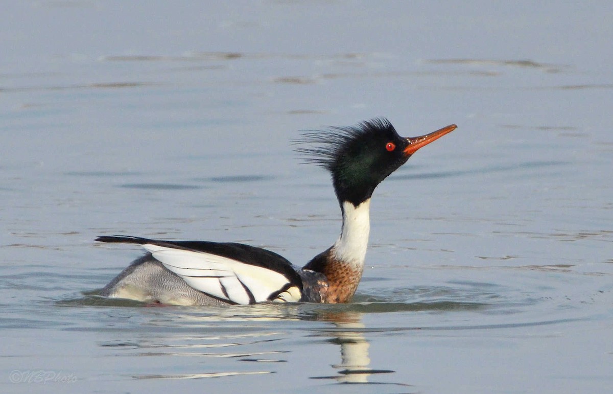 Red-breasted Merganser - ML423936451