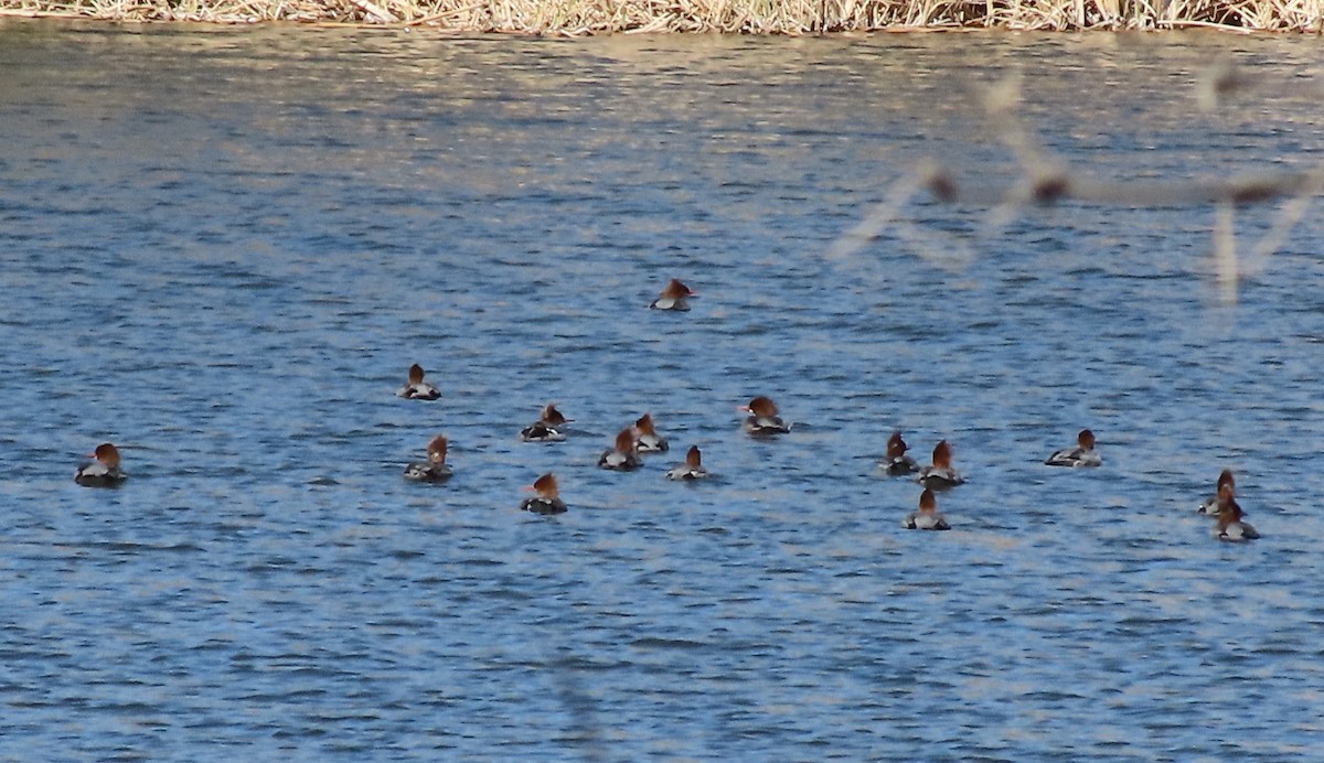 Common Merganser - Gary Rains