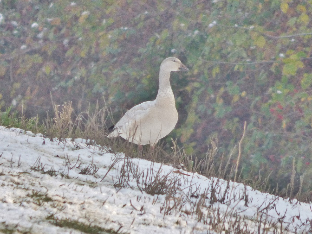 Snow Goose - Craig Johnson