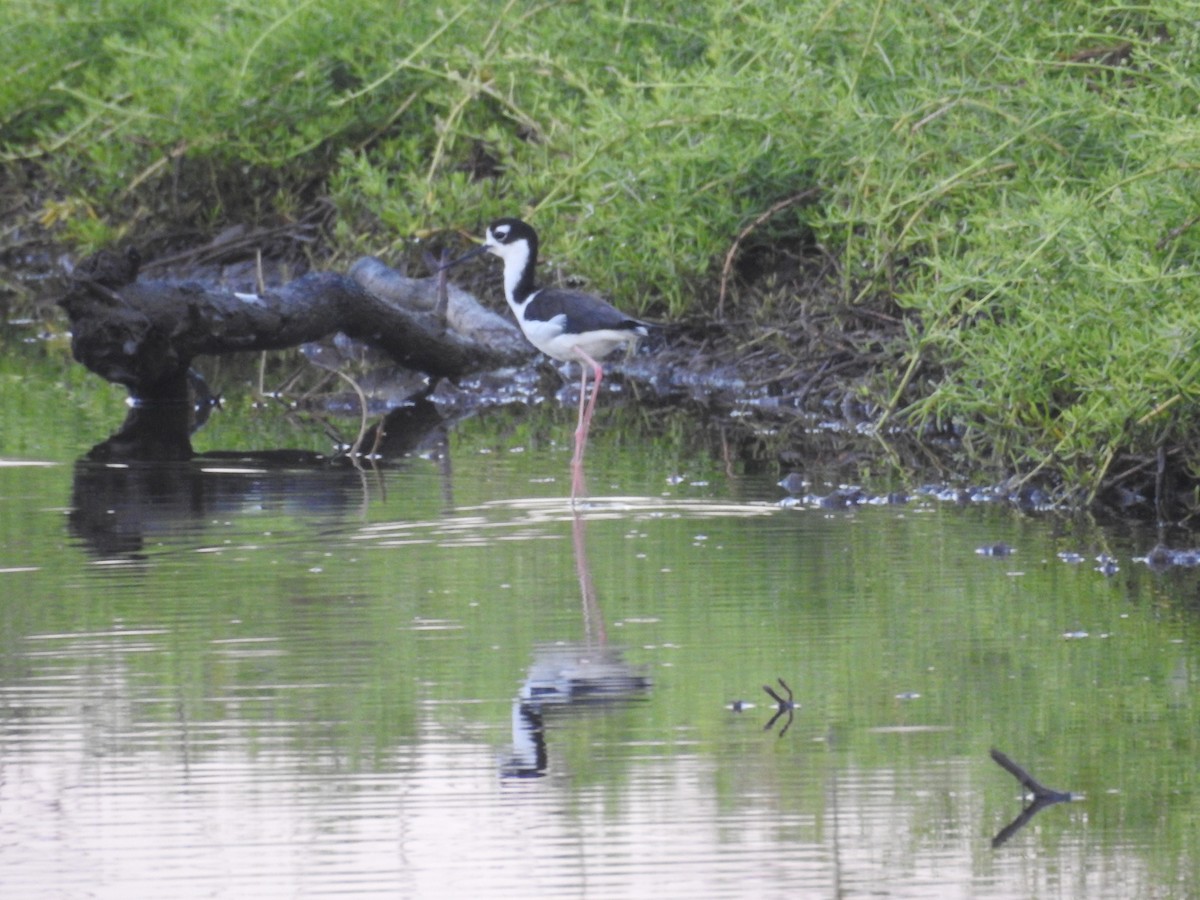 Black-necked Stilt - ML423939451