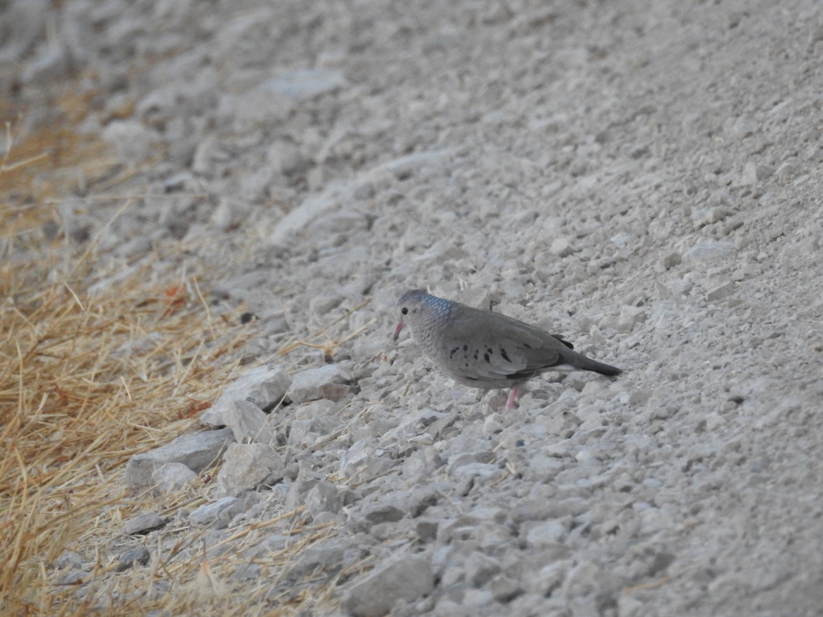 Common Ground Dove - Leonardo Romero