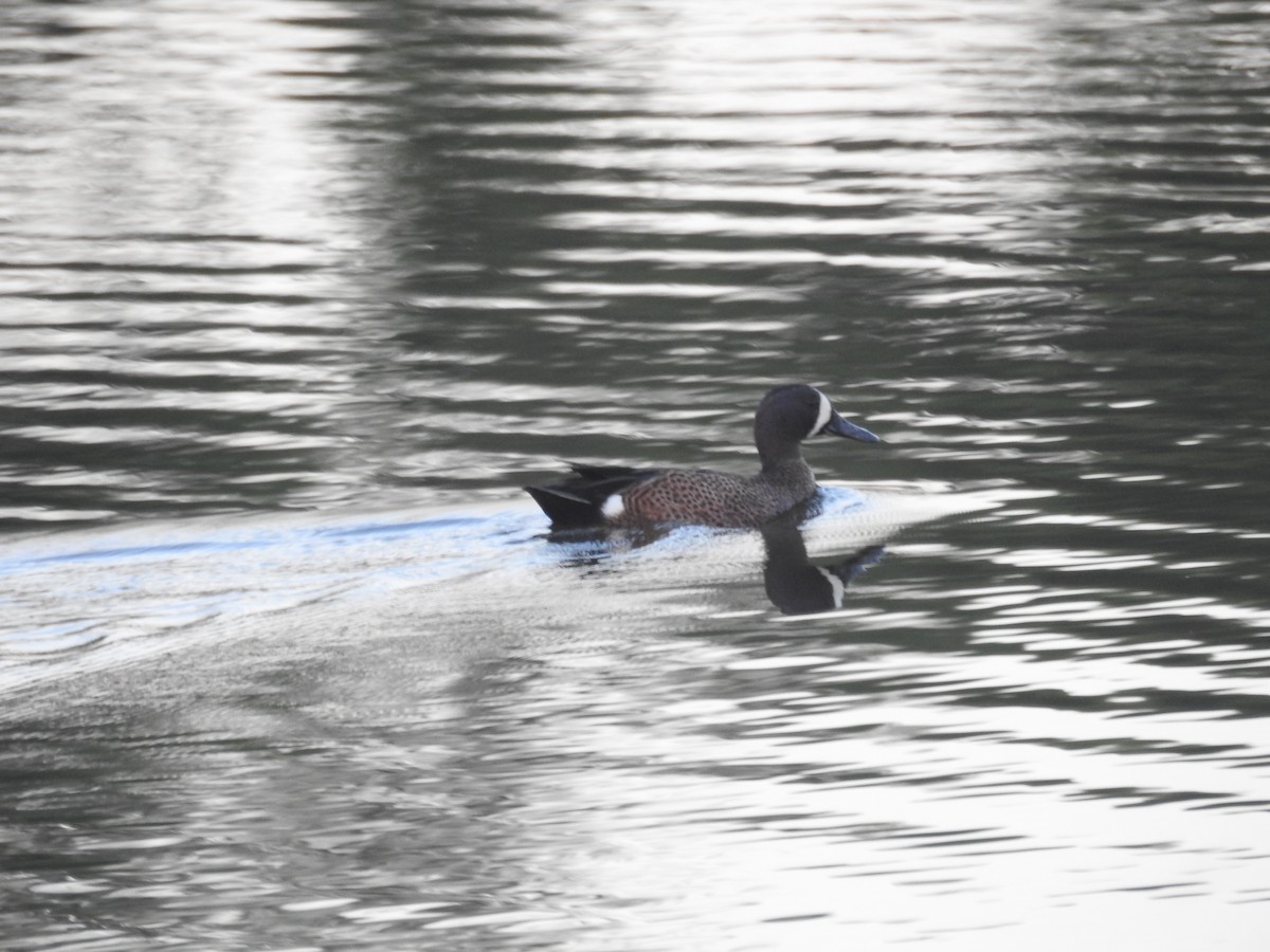 Blue-winged Teal - ML423940201