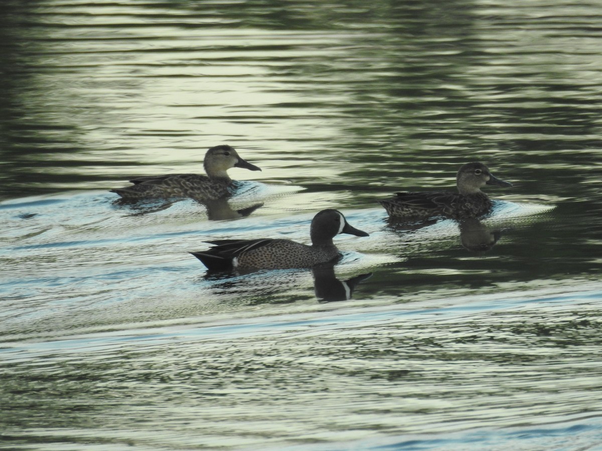 Blue-winged Teal - ML423940331