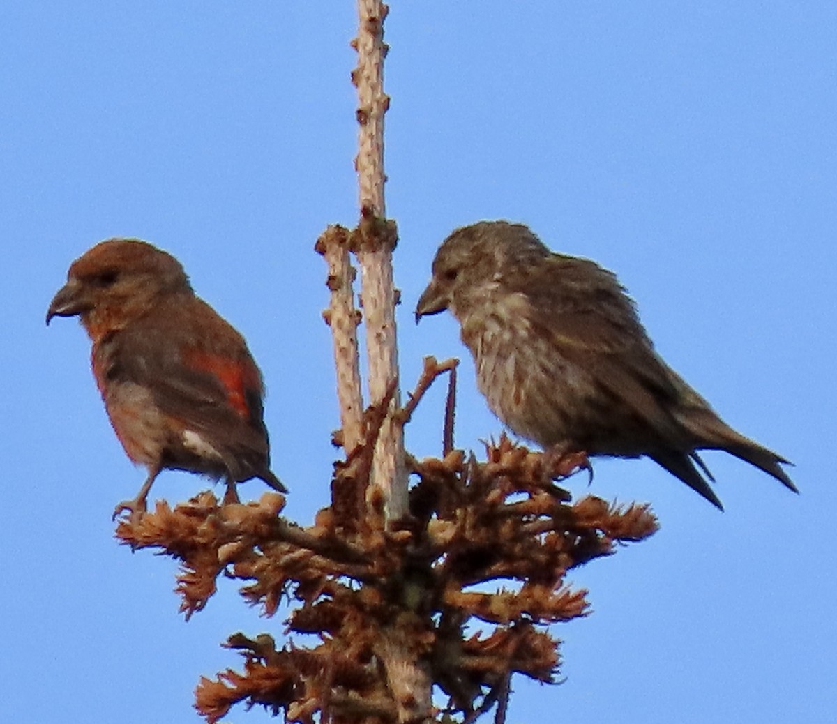 Cassia Crossbill - ML423940821