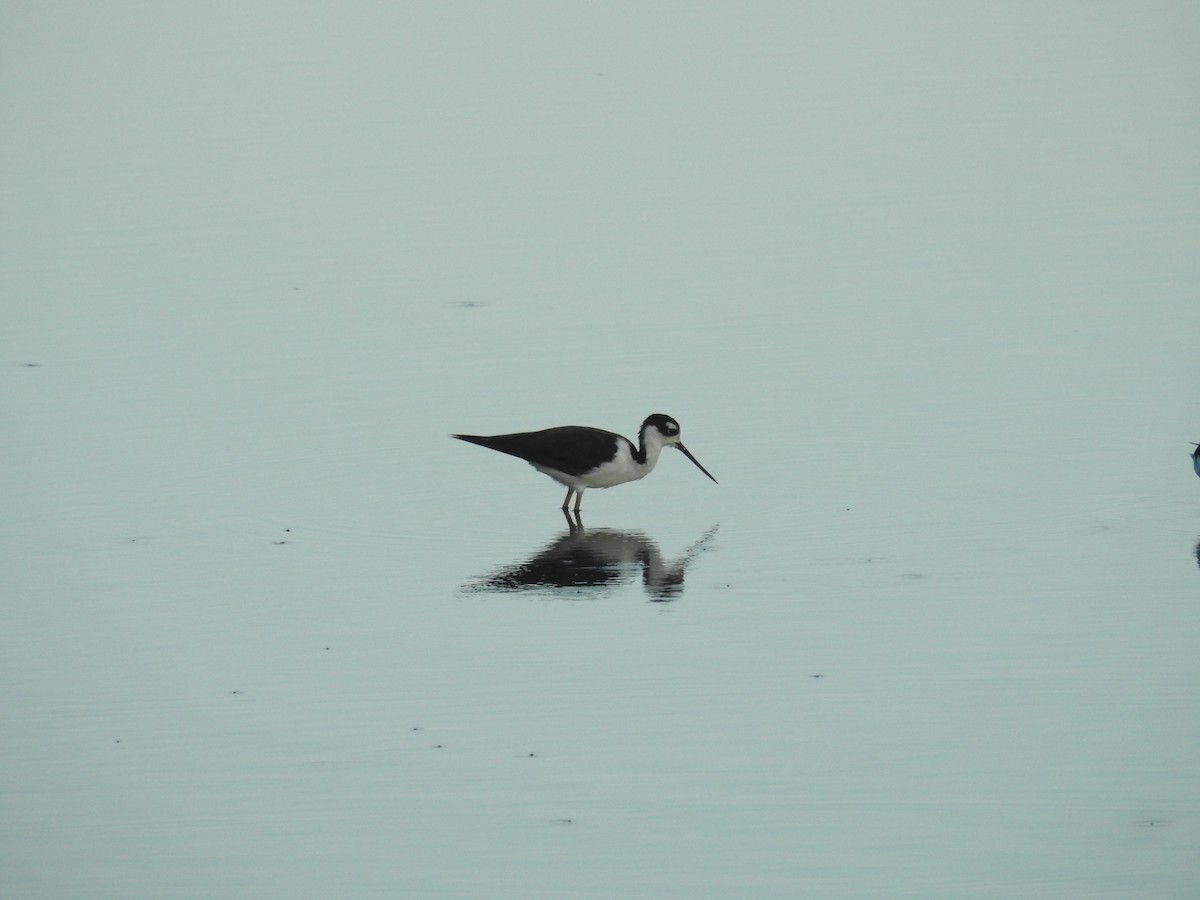 Black-necked Stilt - ML423941551