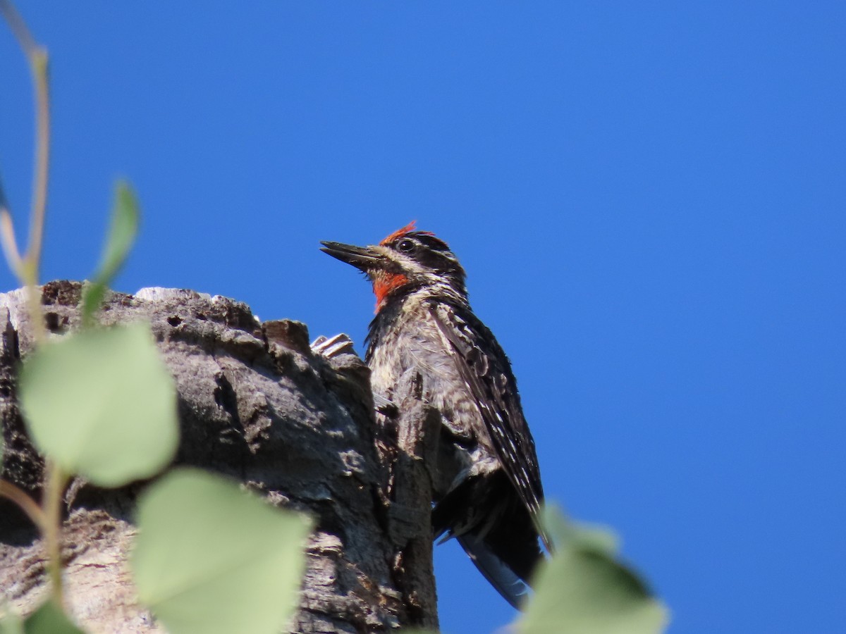 Red-naped Sapsucker - ML423943931