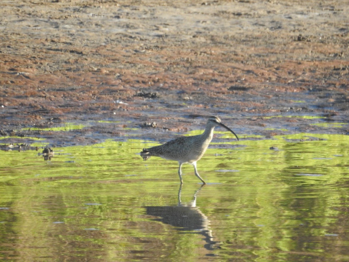 Whimbrel - ML423944751