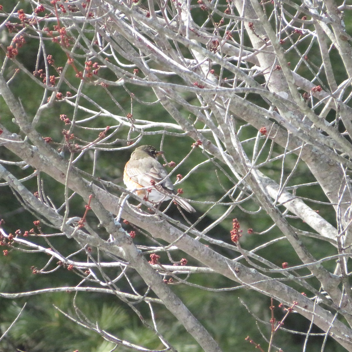 American Robin - ML423945361