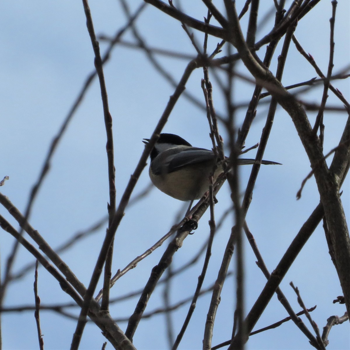 Black-capped Chickadee - ML423945391