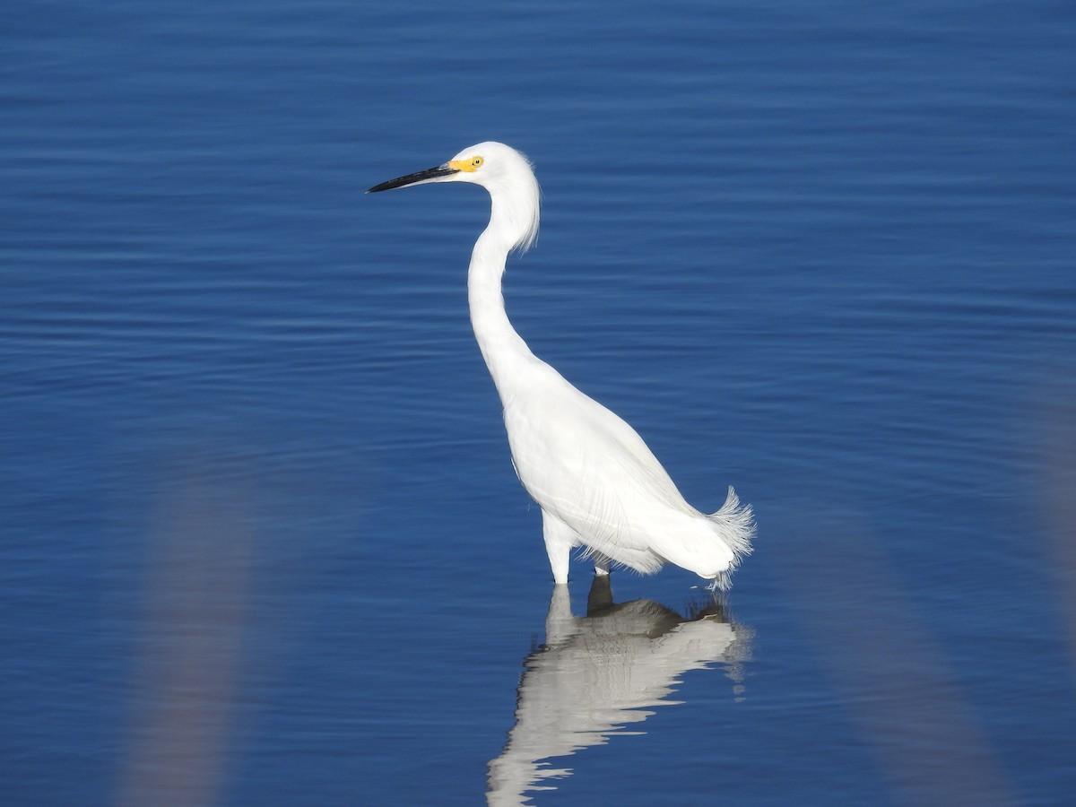 Snowy Egret - Leonardo Romero