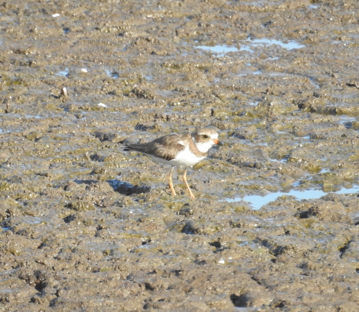 Semipalmated Plover - ML423946801