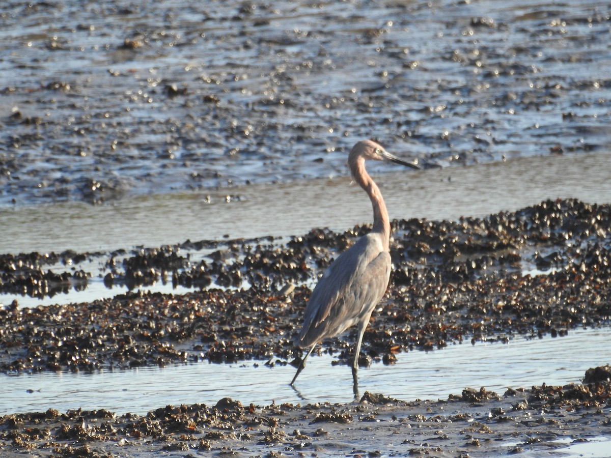 Reddish Egret - ML423947191