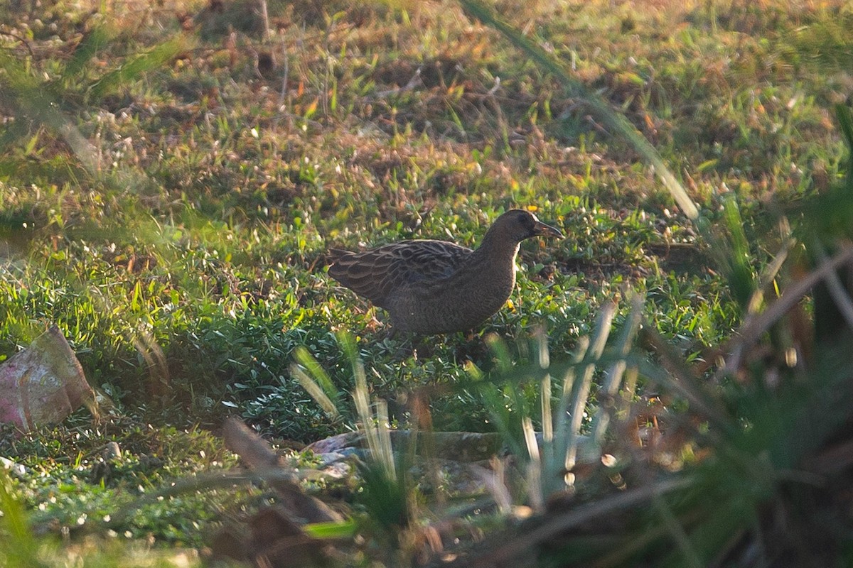 chřástal rohatý - ML423947891