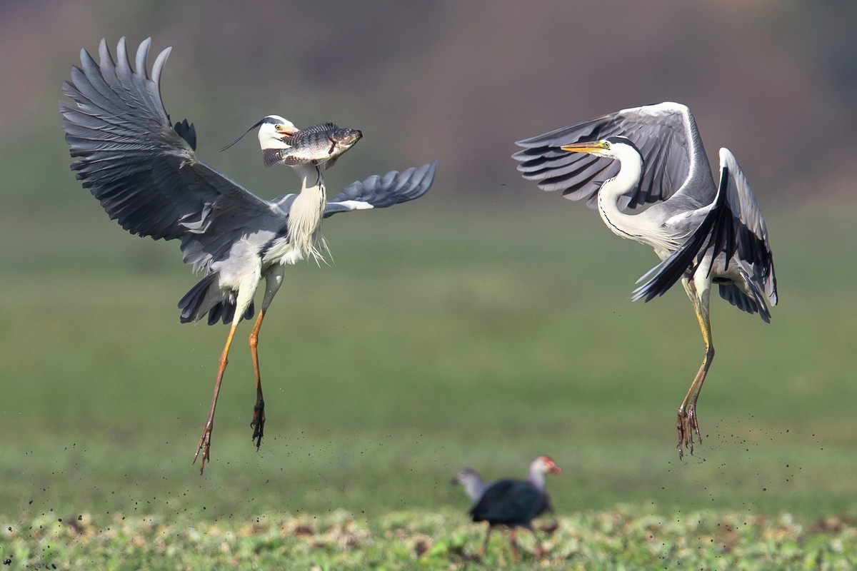 Gray Heron - ML423947981