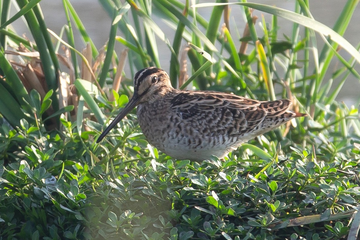 Pin-tailed Snipe - ML423948051