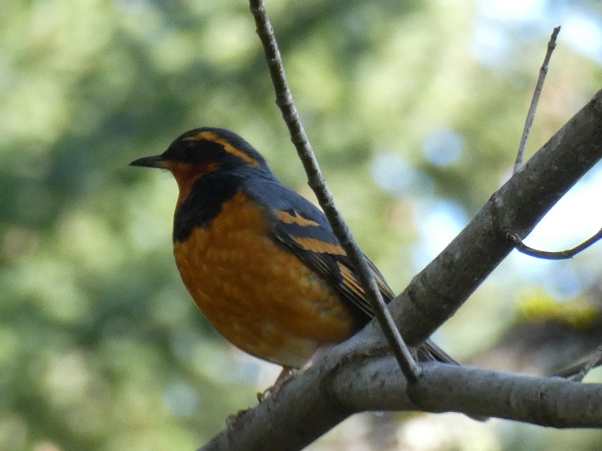 Varied Thrush - ML423949021