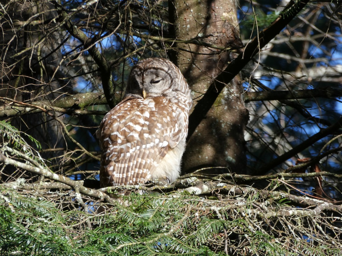 Barred Owl - ML423949121