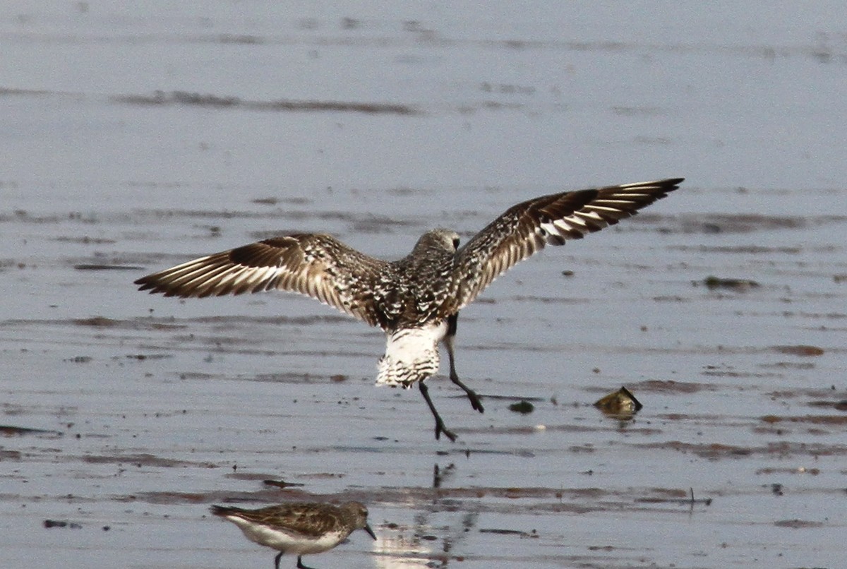 Black-bellied Plover - Michel Juteau