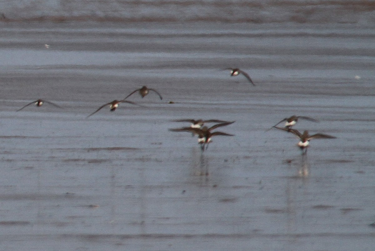 White-rumped Sandpiper - Michel Juteau