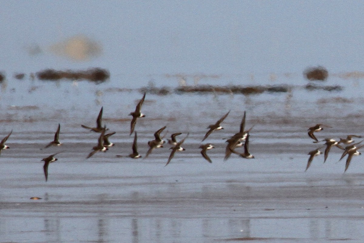 Weißbürzel-Strandläufer - ML423950381