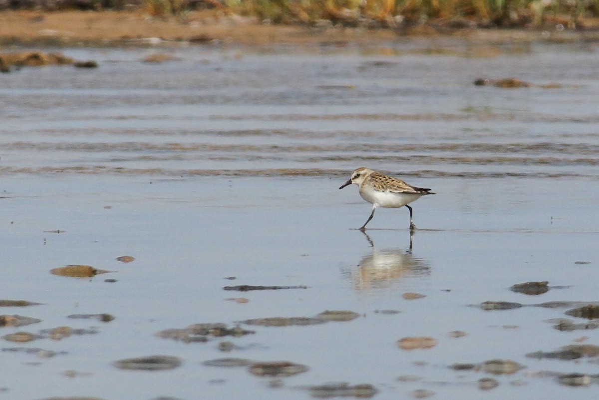 Semipalmated Sandpiper - Michel Juteau