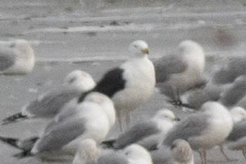 Great Black-backed Gull - ML423950951