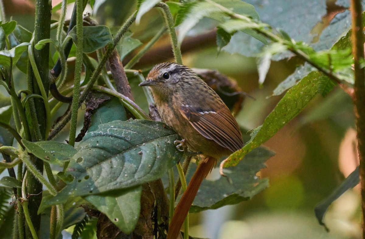 Rufous-tailed Antbird - Daniel Alfenas