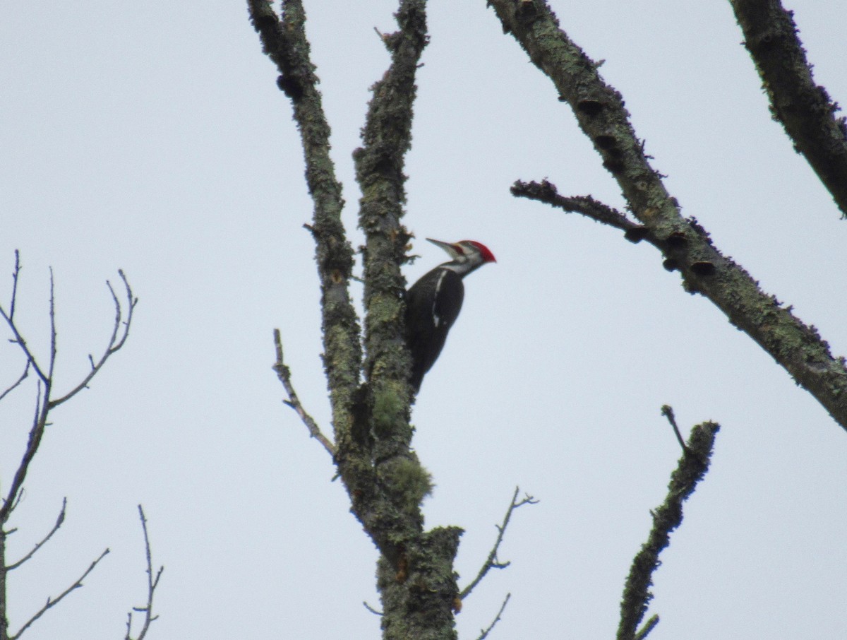 Pileated Woodpecker - ML423952421