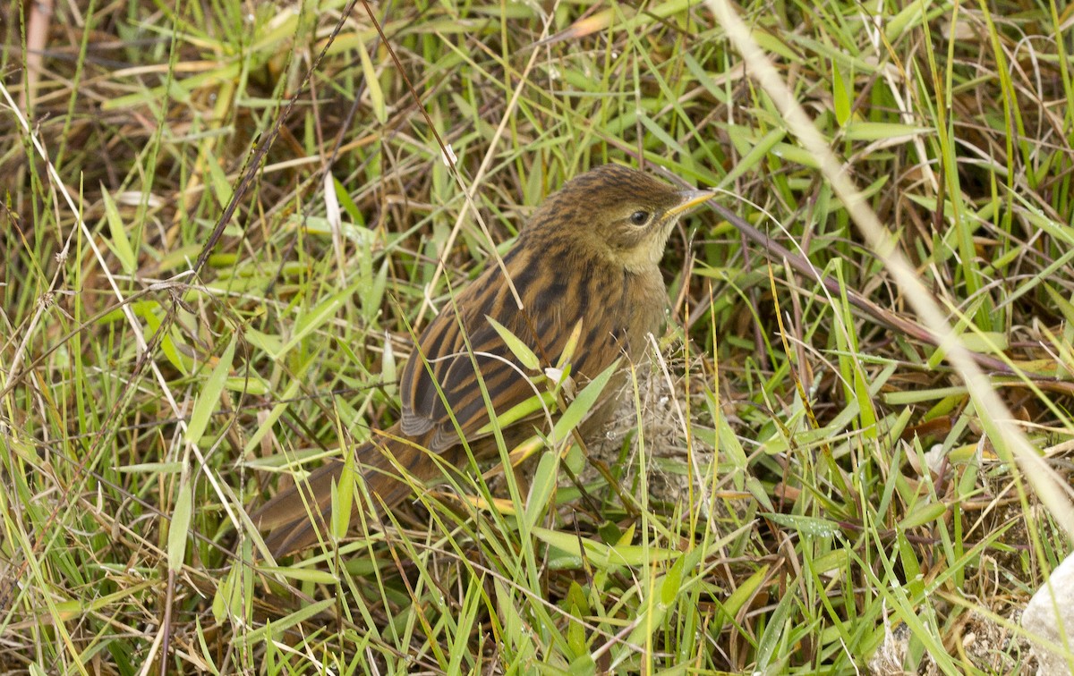 Yerbera Papú - ML423952501