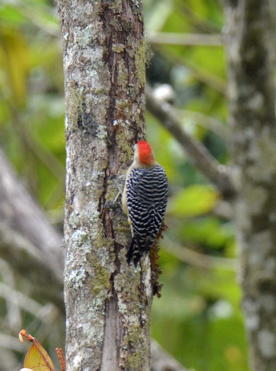 Red-crowned Woodpecker - ML423953291