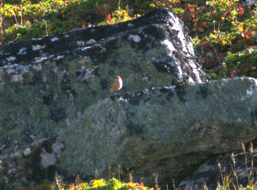 Amur Stonechat - ML423954031