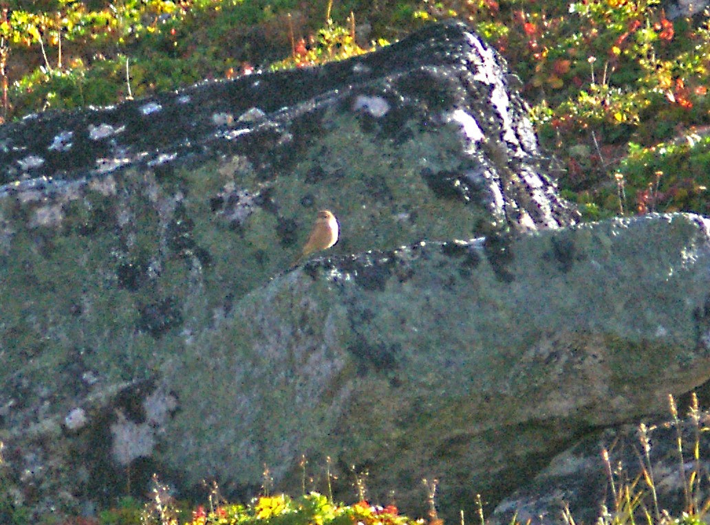 Amur Stonechat - ML423954041