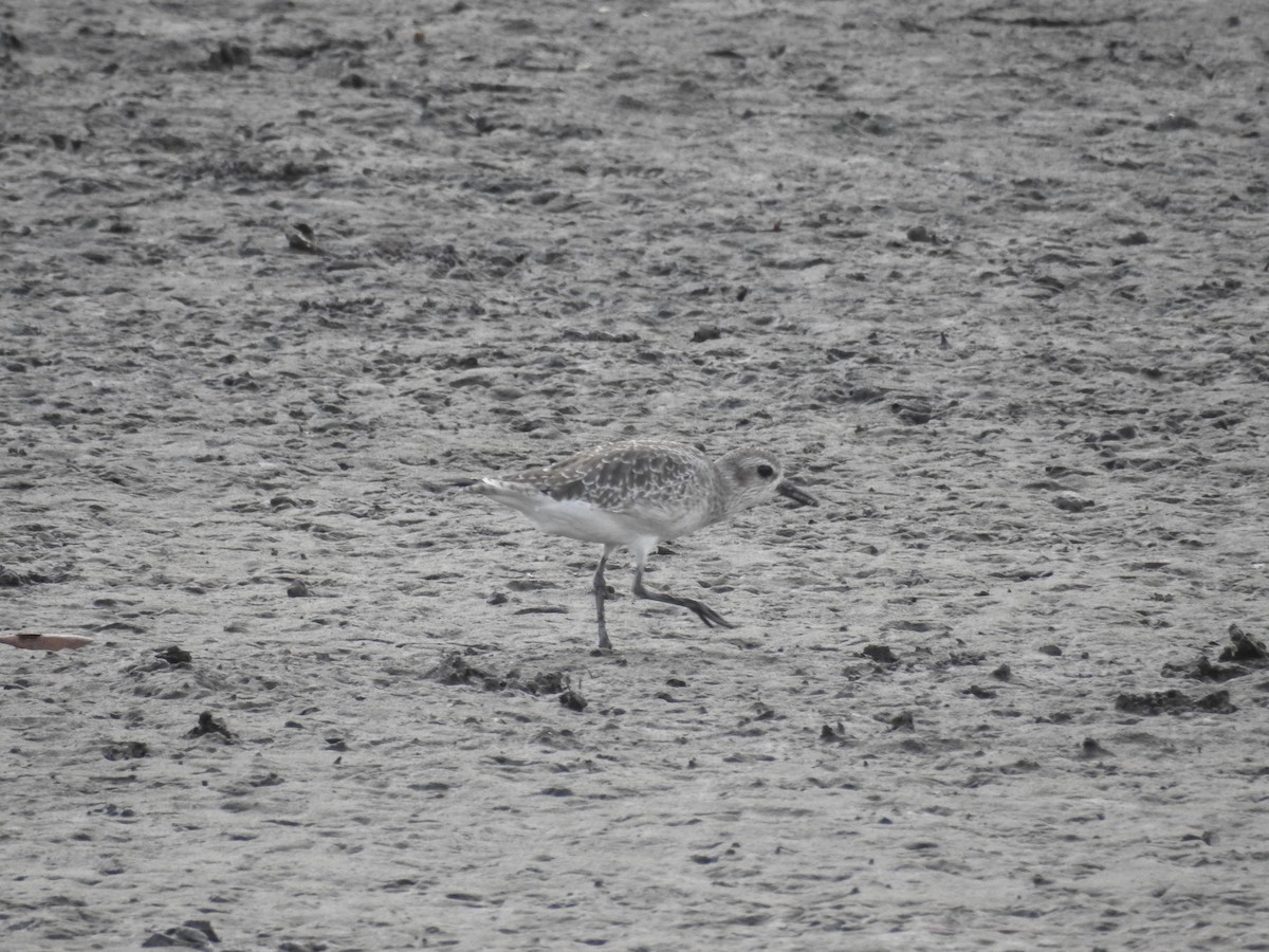 Black-bellied Plover - Leonardo Romero