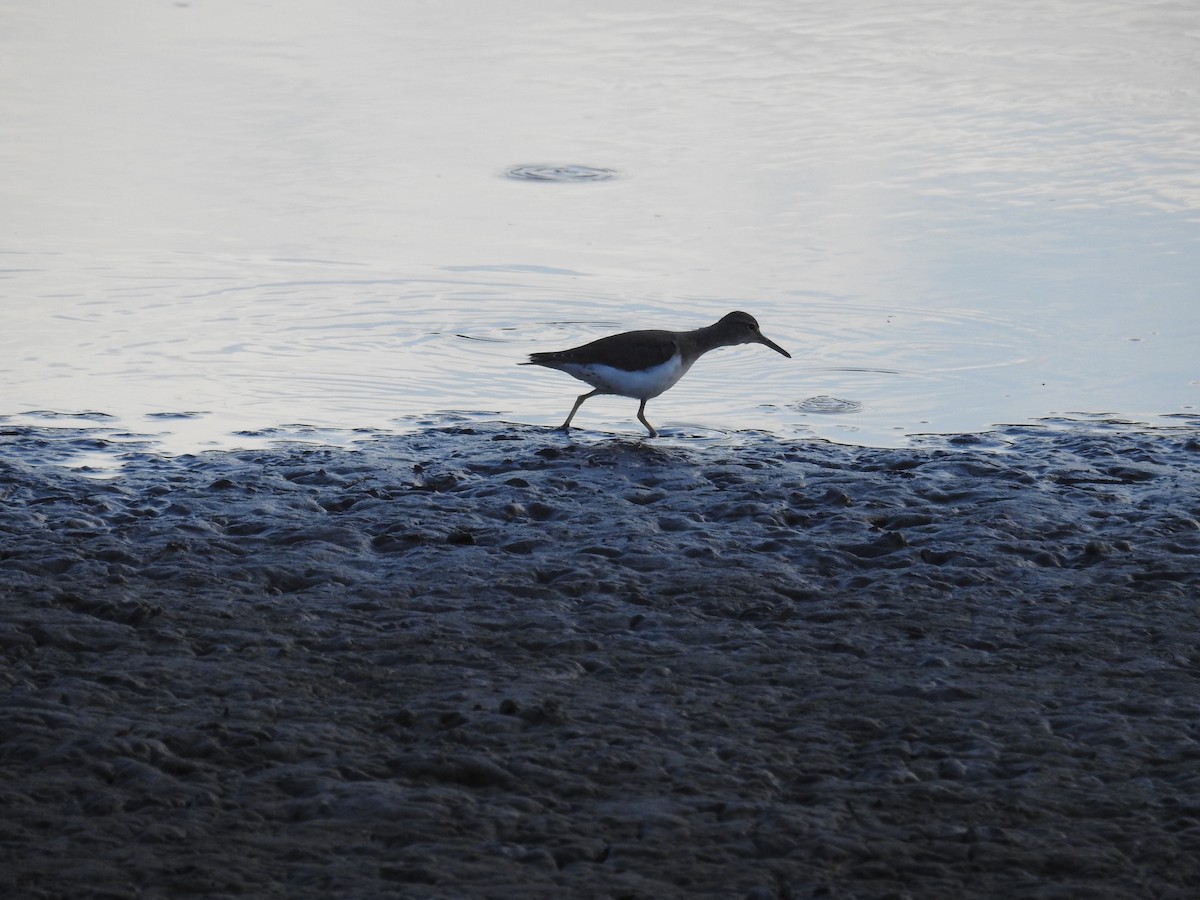 Spotted Sandpiper - ML423954961