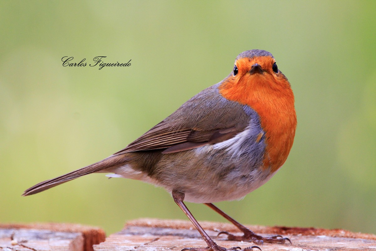 European Robin - Carlos Figueiredo