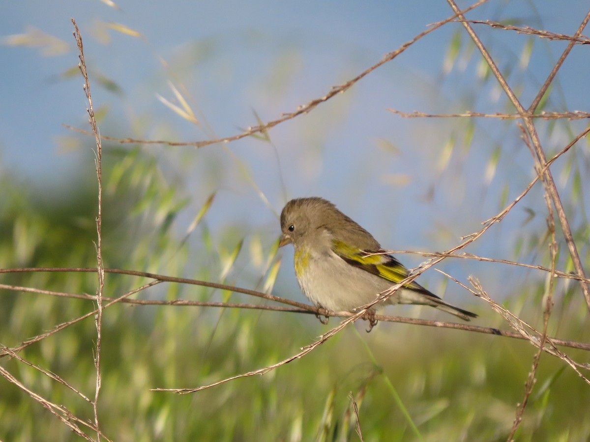 Lawrence's Goldfinch - ML423958101
