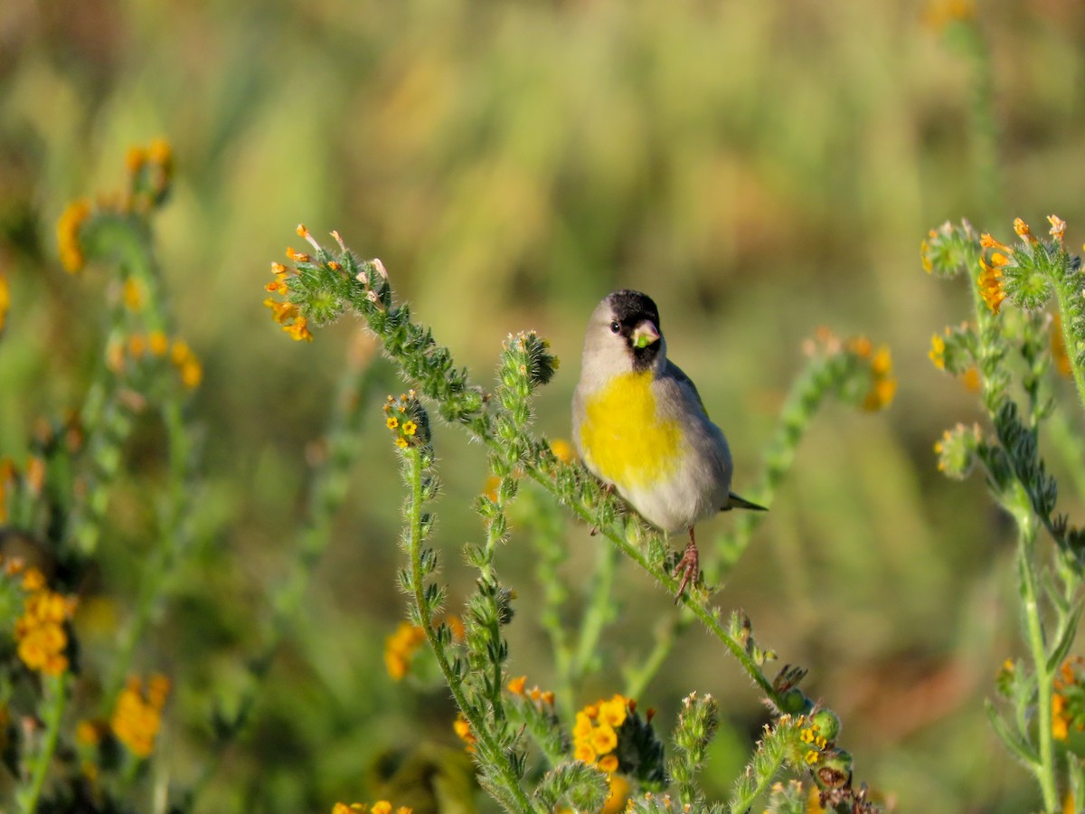 Lawrence's Goldfinch - ML423958131