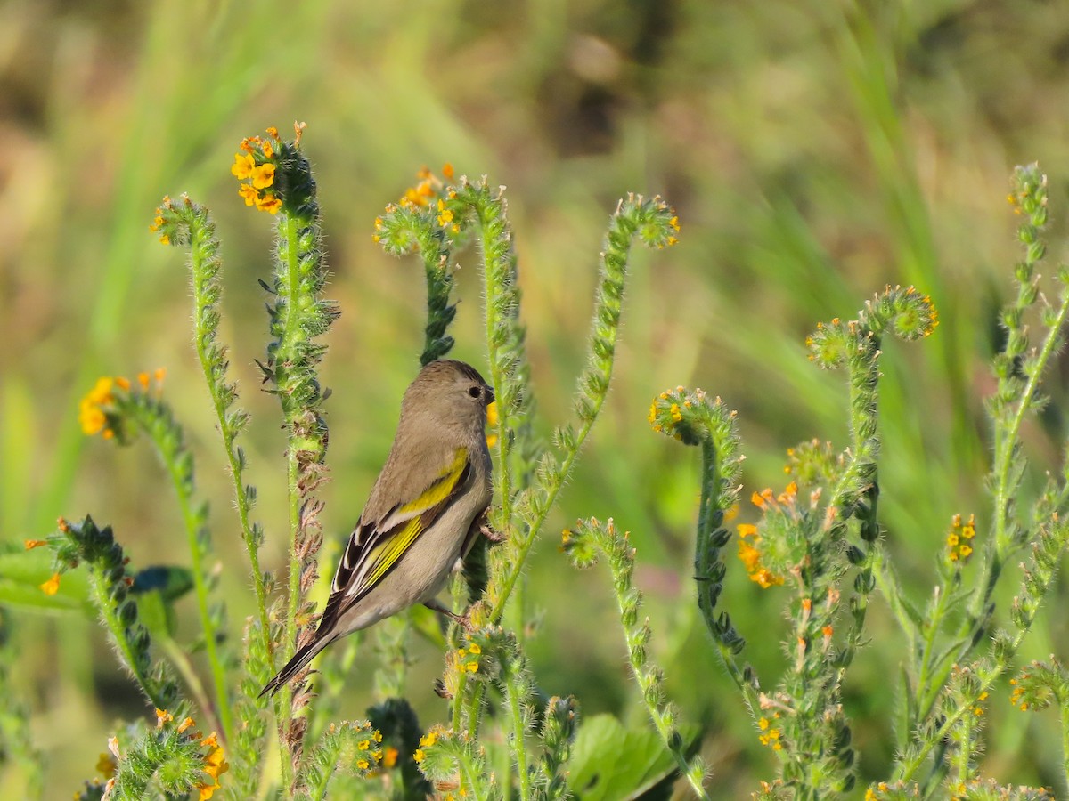 Lawrence's Goldfinch - ML423958151