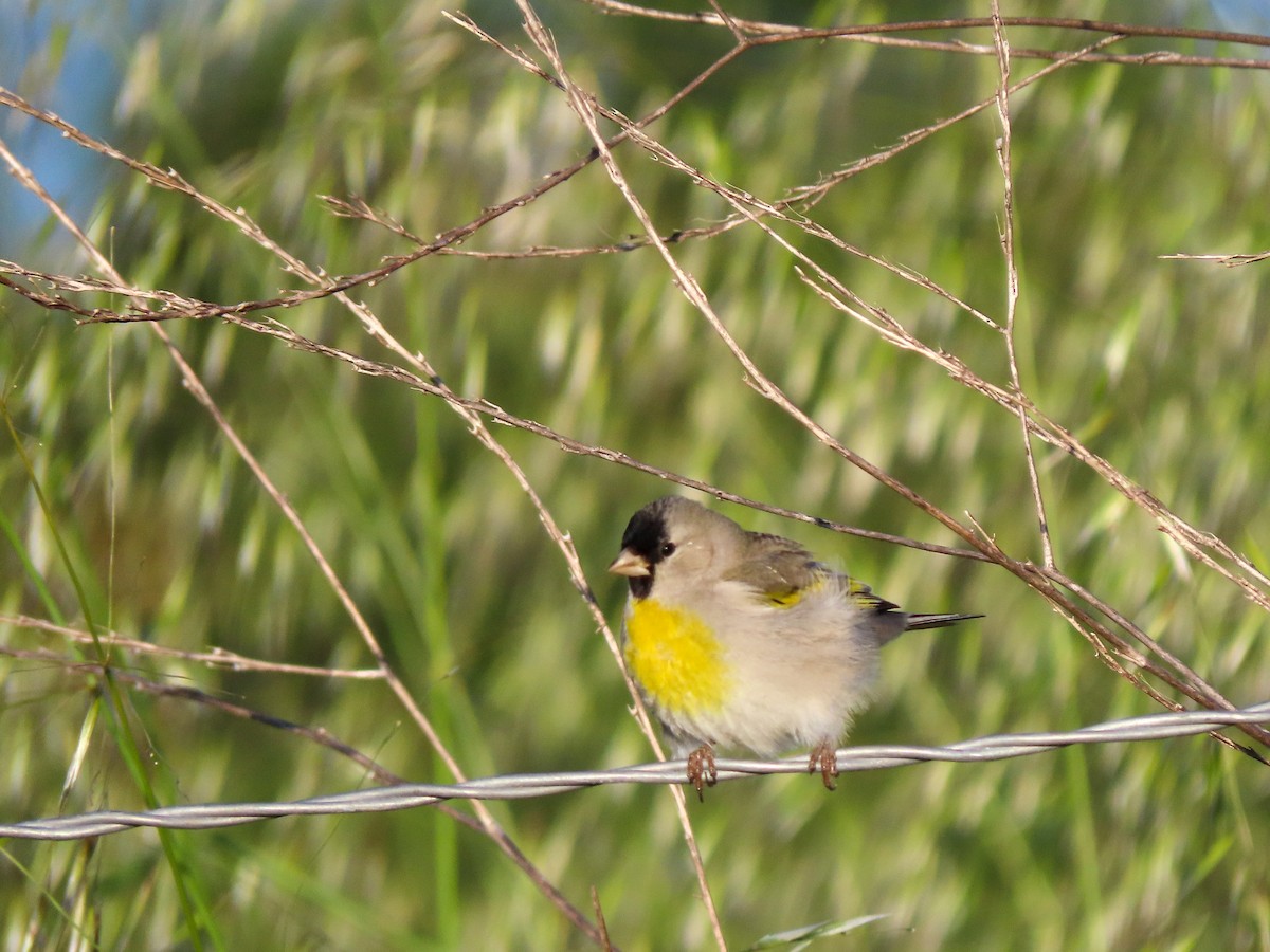 Lawrence's Goldfinch - ML423958161