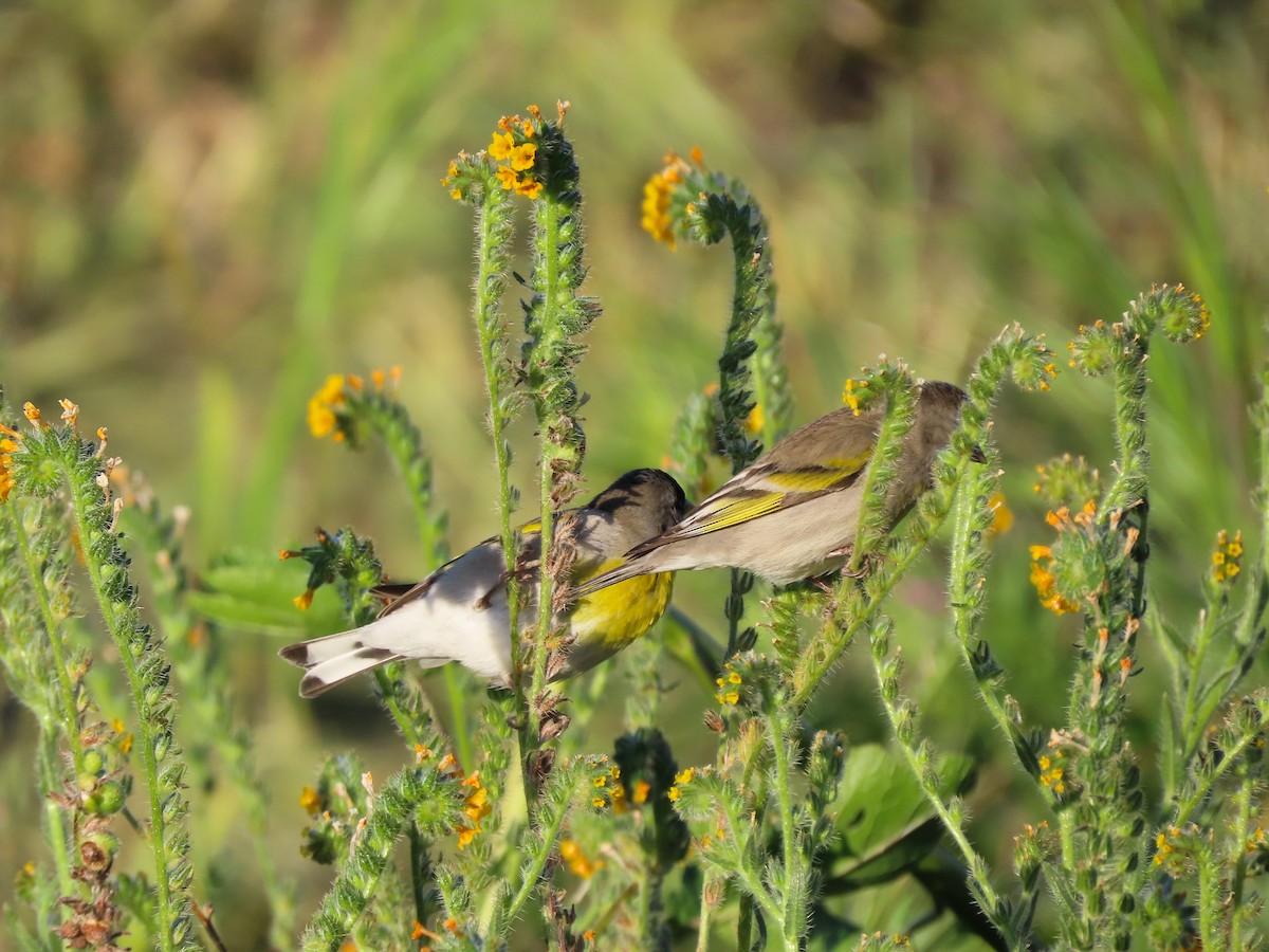 Lawrence's Goldfinch - ML423958181