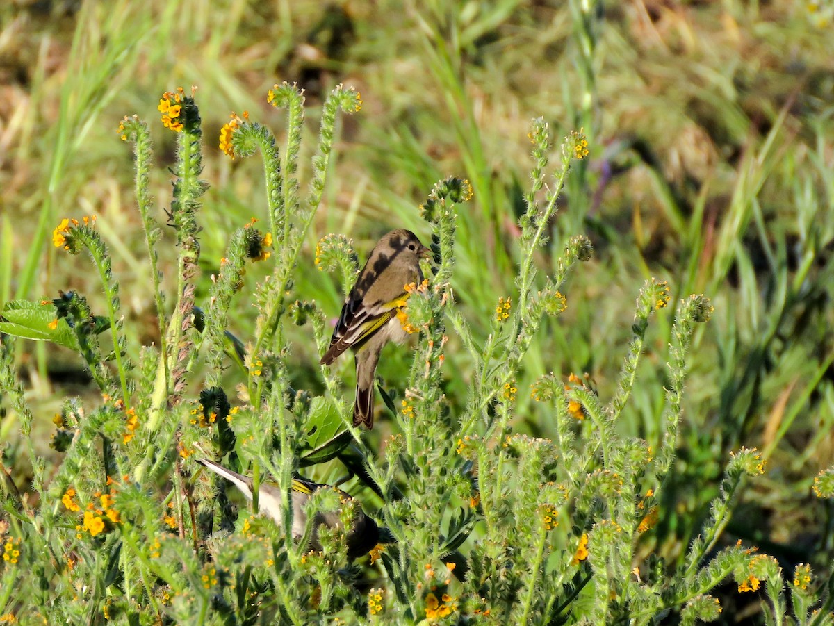 Lawrence's Goldfinch - ML423958201