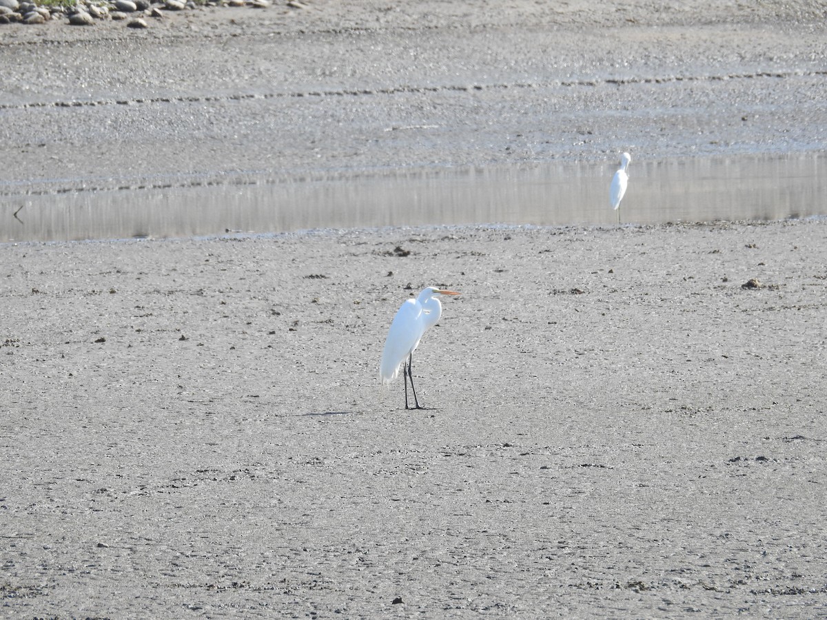 Aigrette neigeuse - ML423958781