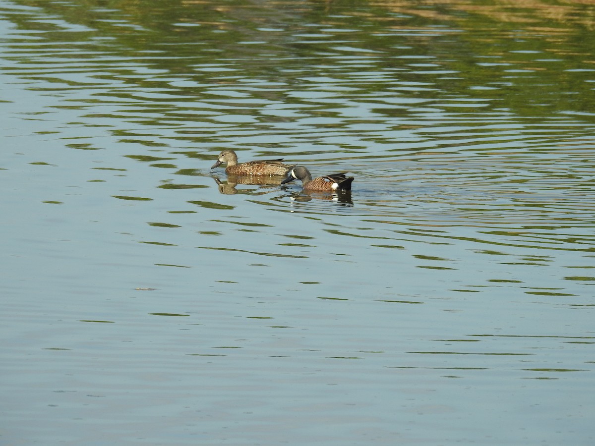 Blue-winged Teal - Leonardo Romero