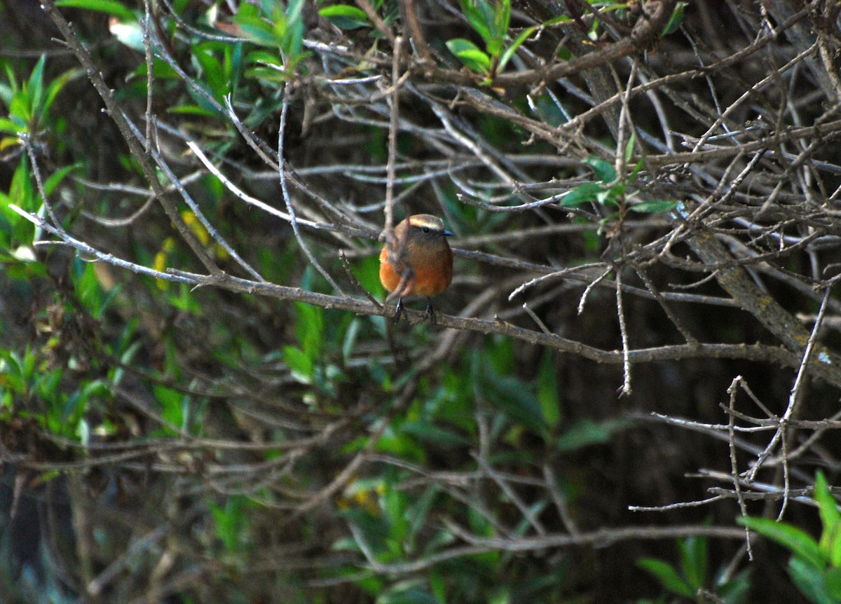 Brown-backed Chat-Tyrant - ML423959051