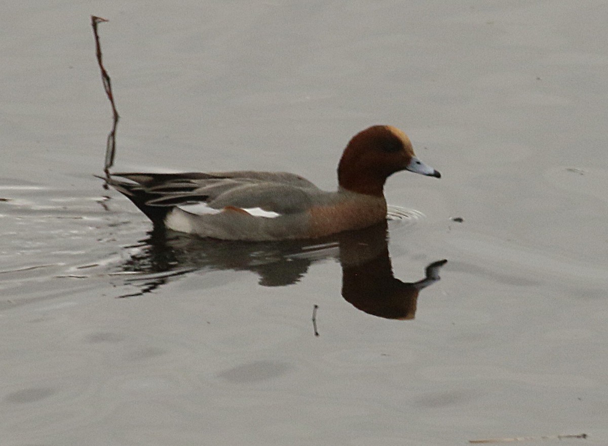 Eurasian Wigeon - Jane C Allen