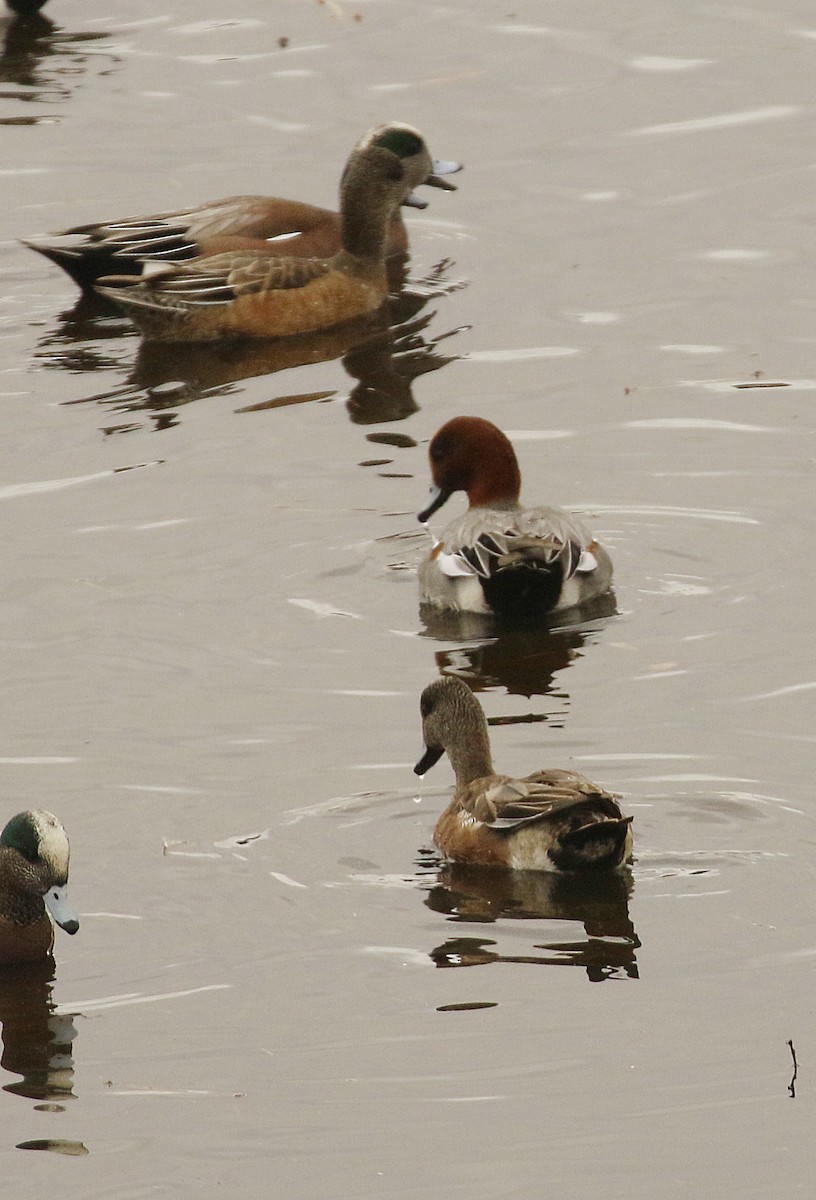 Eurasian Wigeon - Jane C Allen