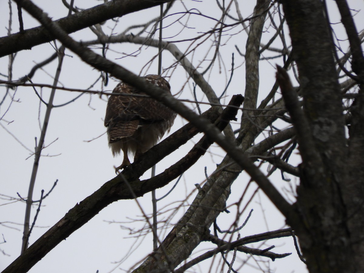 Red-tailed Hawk - LK van Handel